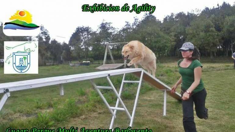 Exhibición de Agility en las Fiestas de Las Cruces de La Laguna 2016