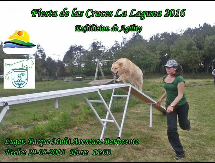 Exhibición de Agility en las Fiestas de Las Cruces de La Laguna 2016